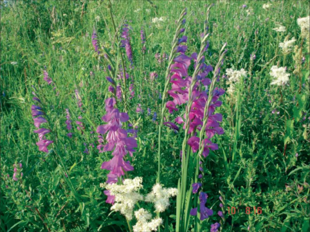 Редкие высшие сосудистые растения Псковской области